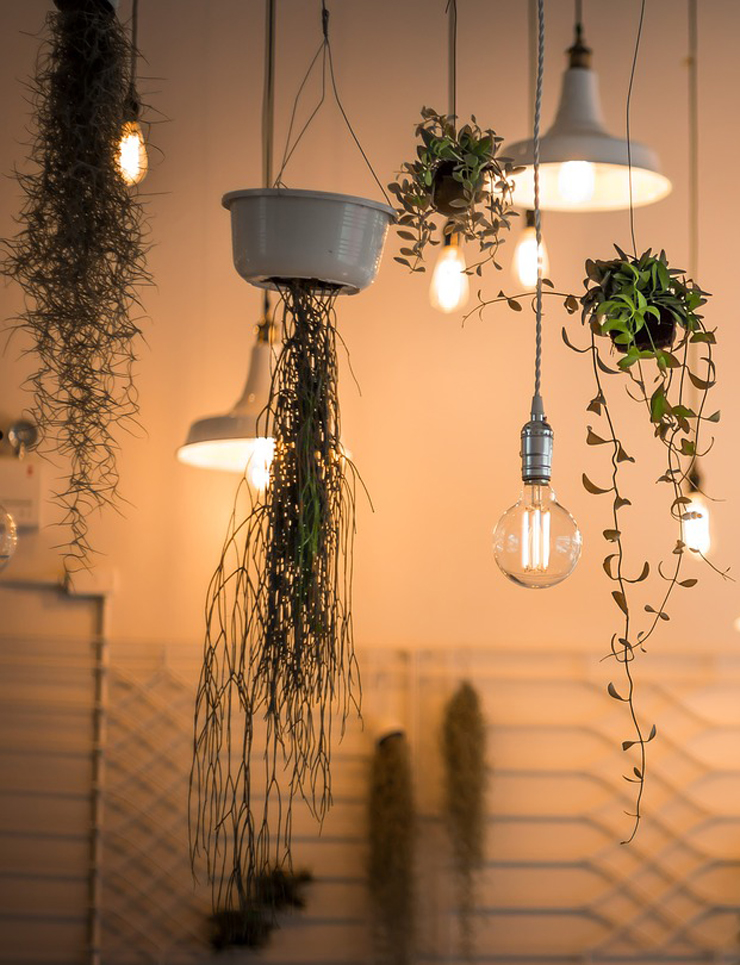 hanging plants with bulb lights