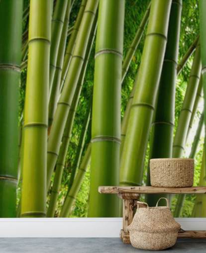 Papel pintado panorámico Bamboo Forest Papel pintado panorámico Bamboo Forest