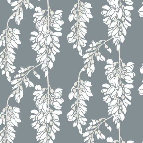 Wisteria kukka Harmaa taustakuva