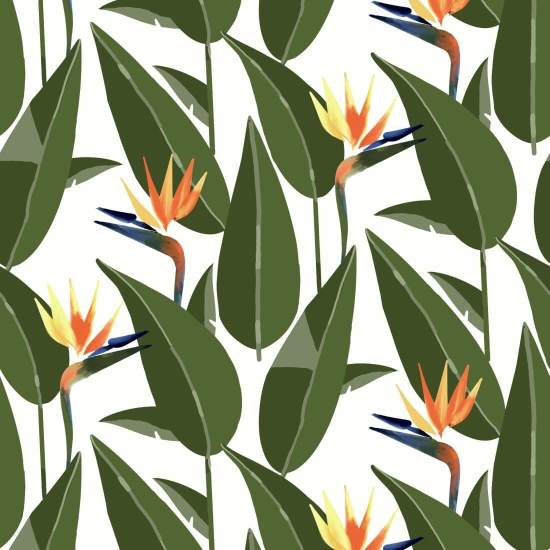 Oiseaux de paradis Papier peint blanc