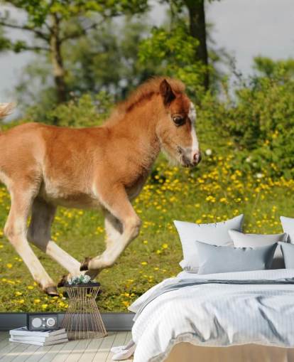 Fondo de pantalla de Pony Foal