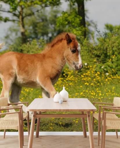 Fondo de pantalla de Pony Foal