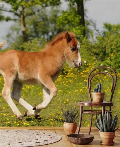 Pony Foal Wallpaper