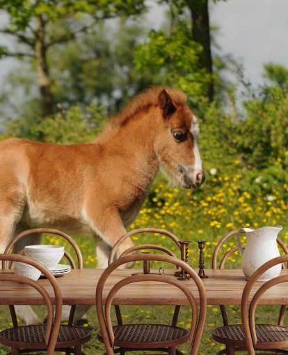Pony Foal Wallpaper
