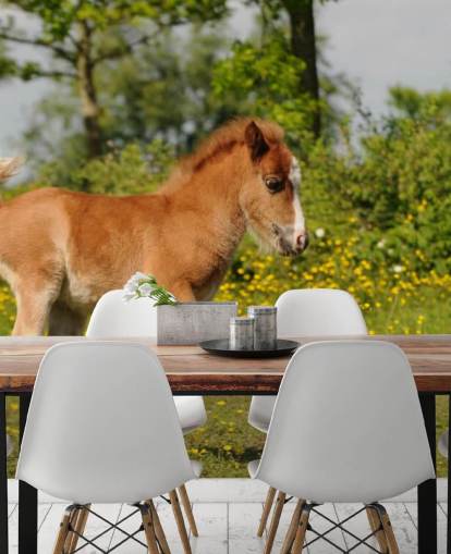Pony Fohlen Tapete