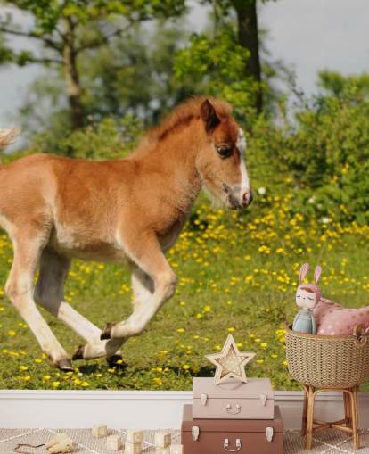 Pony Foal Wallpaper