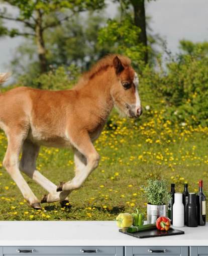 Fondo de pantalla de Pony Foal