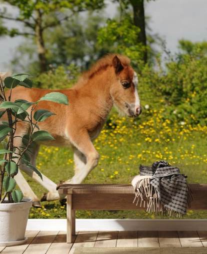 Papel de parede Pony Foal
