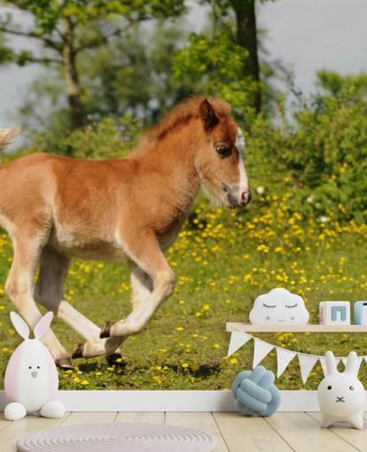 Pony Føl Baggrund Pony Føl Baggrund