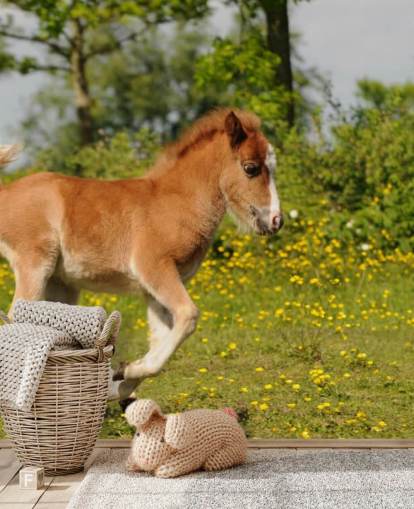 Fondo de pantalla de Pony Foal Fondo de pantalla de Pony Foal