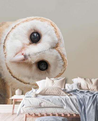Ugle Portræt Baggrund Ugle Portræt Baggrund