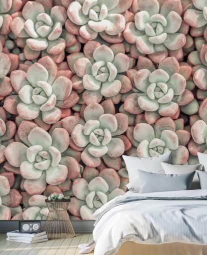 fresque murale avec photos de plantes roses et vertes intitulée Succulents par Assaf Frank