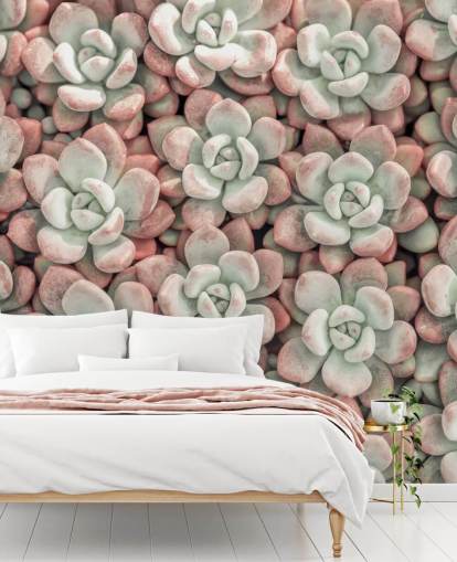 pink and green plant photo wall mural called Succulents by Assaf Frank pink and green plant photo wall mural called Succulents by Assaf Frank