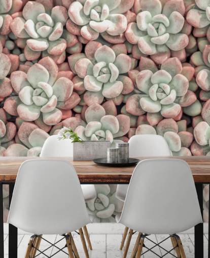 pink and green plant photo wall mural called Succulents by Assaf Frank pink and green plant photo wall mural called Succulents by Assaf Frank