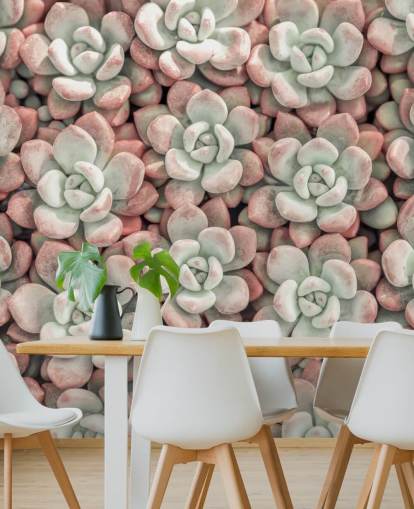lyserød og grøn plante fototapet kaldet Succulents af Assaf Frank