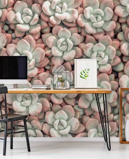 mural de parede com fotos de plantas rosa e verde chamado Succulents, de Assaf Frank