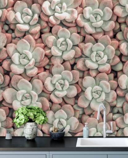 pink and green plant photo wall mural called Succulents by Assaf Frank pink and green plant photo wall mural called Succulents by Assaf Frank