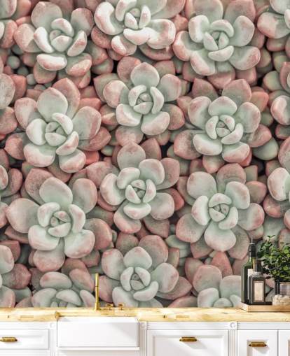 mural de parede com fotos de plantas rosa e verde chamado Succulents, de Assaf Frank