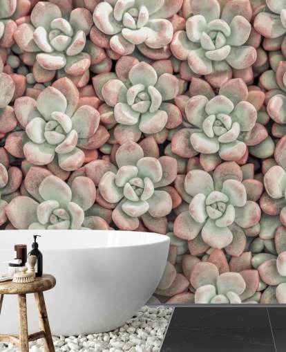pink and green plant photo wall mural called Succulents by Assaf Frank