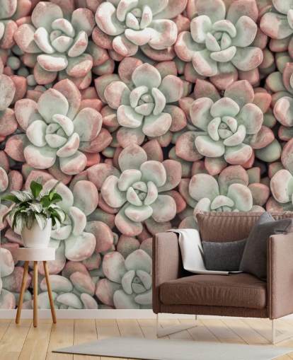 pink and green plant photo wall mural called Succulents by Assaf Frank pink and green plant photo wall mural called Succulents by Assaf Frank