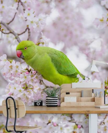 rosafarbenes und grünes Kirschblüten-Wandbild mit dem Titel Papagei Sitting in a Blossom Tree von Assaf Frank