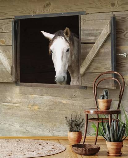 Cavalo no papel de parede estável