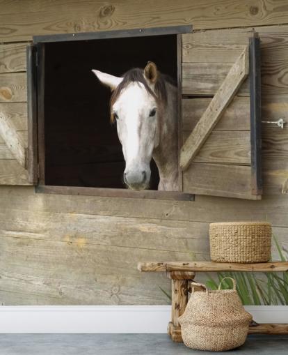 Cavalo no papel de parede estável