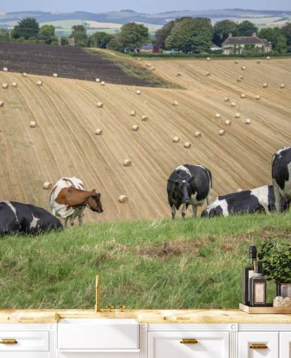 Farm and Cows Wallpaper