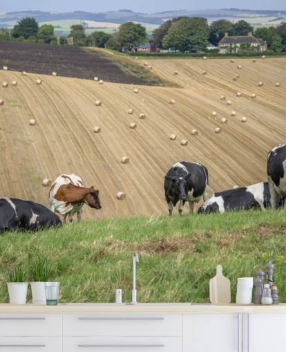 Fondo de pantalla de granjas y vacas