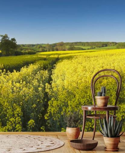 Rapeseed Blomster i Field Baggrund Rapeseed Blomster i Field Baggrund