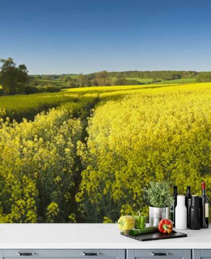 Rapeseed Blomster i Field Baggrund