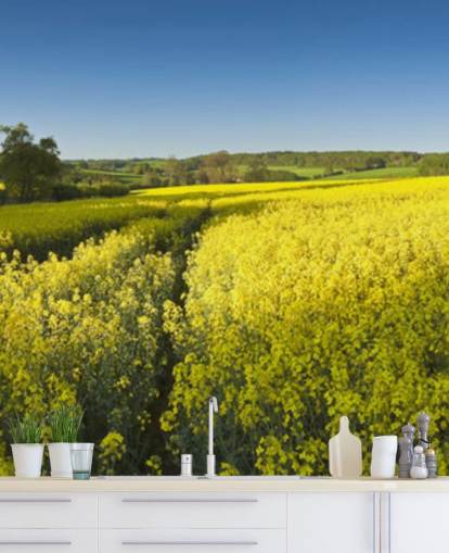 Rapeseed Blomster i Field Baggrund
