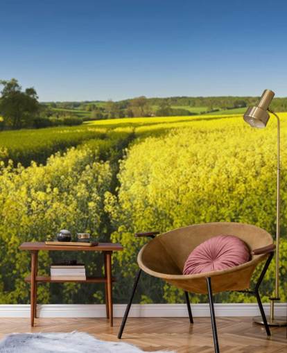 Rapeseed Blomster i Field Baggrund Rapeseed Blomster i Field Baggrund