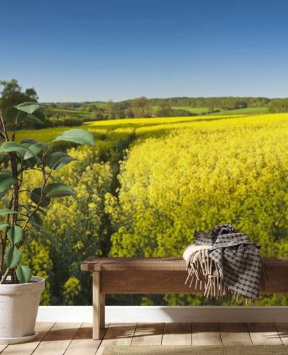 Rapeseed Blomster i Field Baggrund Rapeseed Blomster i Field Baggrund