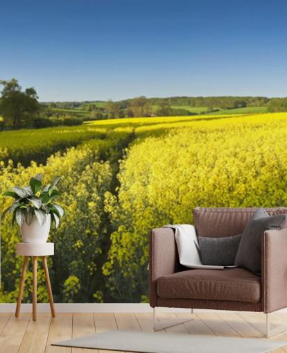 Rapeseed Flowers in Field Wallpaper Rapeseed Flowers in Field Wallpaper