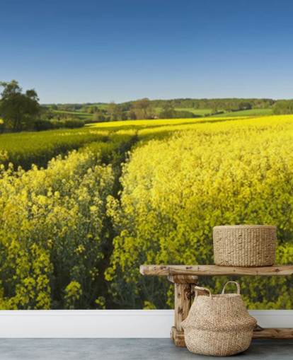 Oilseed Rape Meadow Wallpaper Oilseed Rape Meadow Wallpaper
