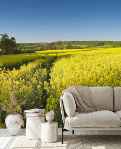 Rapeseed Blomster i feltet Bakgrunn