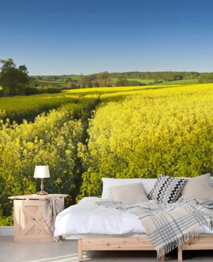 Rapsblumen im Feld Wallpaper