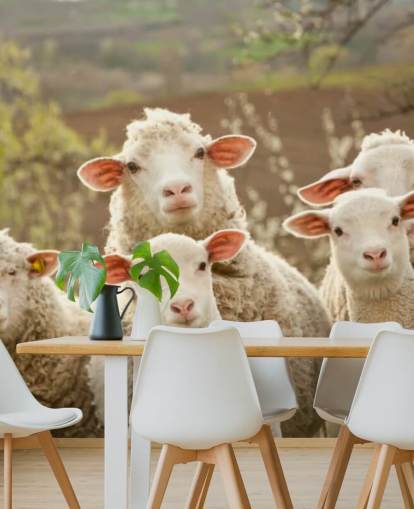 mural de papel pintado de ovejas blancas y verdes llamado Sheep on Pasture para hogares y negocios