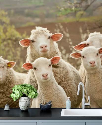 carta da parati murale con pecore bianche e verdi chiamato Sheep on Pasture per case e aziende