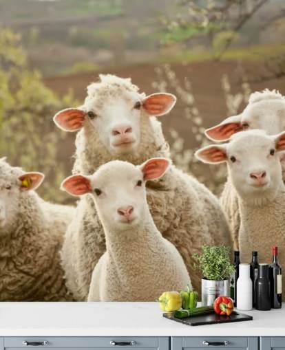 carta da parati murale con pecore bianche e verdi chiamato Sheep on Pasture per case e aziende