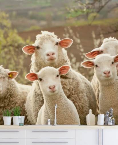 white and green sheep wallpaper mural called Sheep on Pasture for homes and businesses