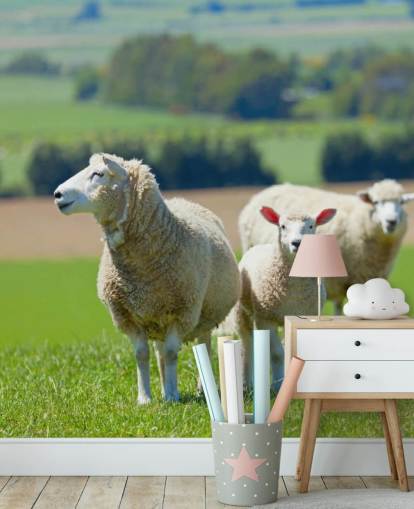 Papier Peint Mouton à Papier Peint Mouton à