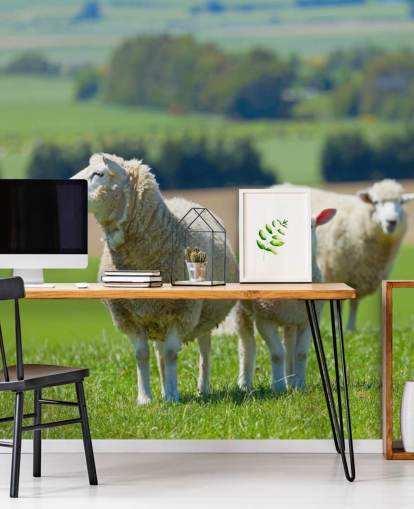 Papel pintado Ovejas con cordero