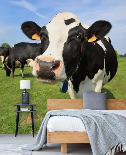 Fond d'écran Gros plan sur le visage des vaches