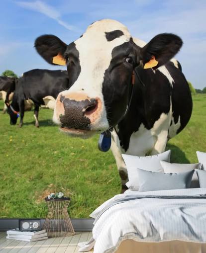 Fondo de pantalla de cara de vaca