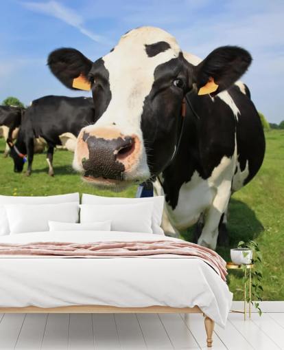 Fondo de pantalla de cara de vaca