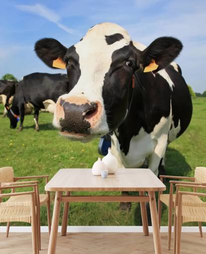 Papel de Parede de Rosto de Vacas