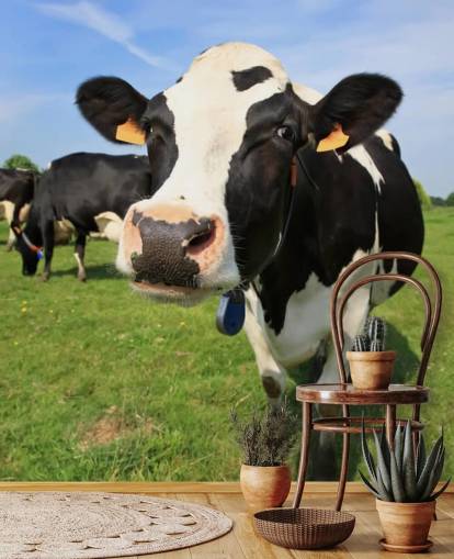 Fondo de pantalla de cara de vaca