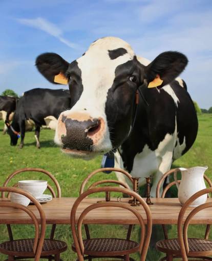 Fondo de pantalla de cara de vaca